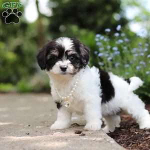 Lana, Cavachon Puppy